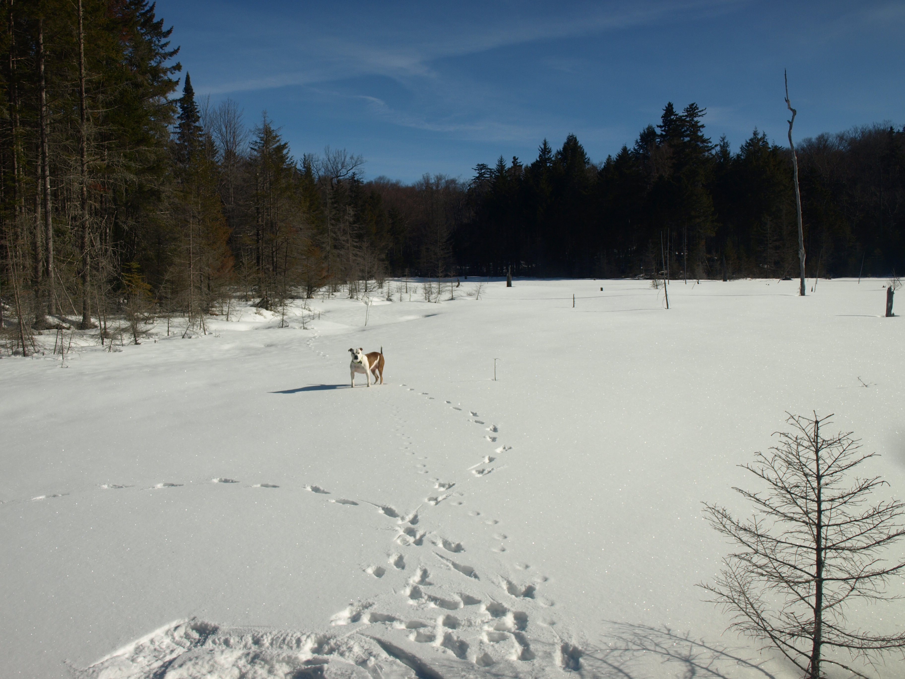 Estelle Pond