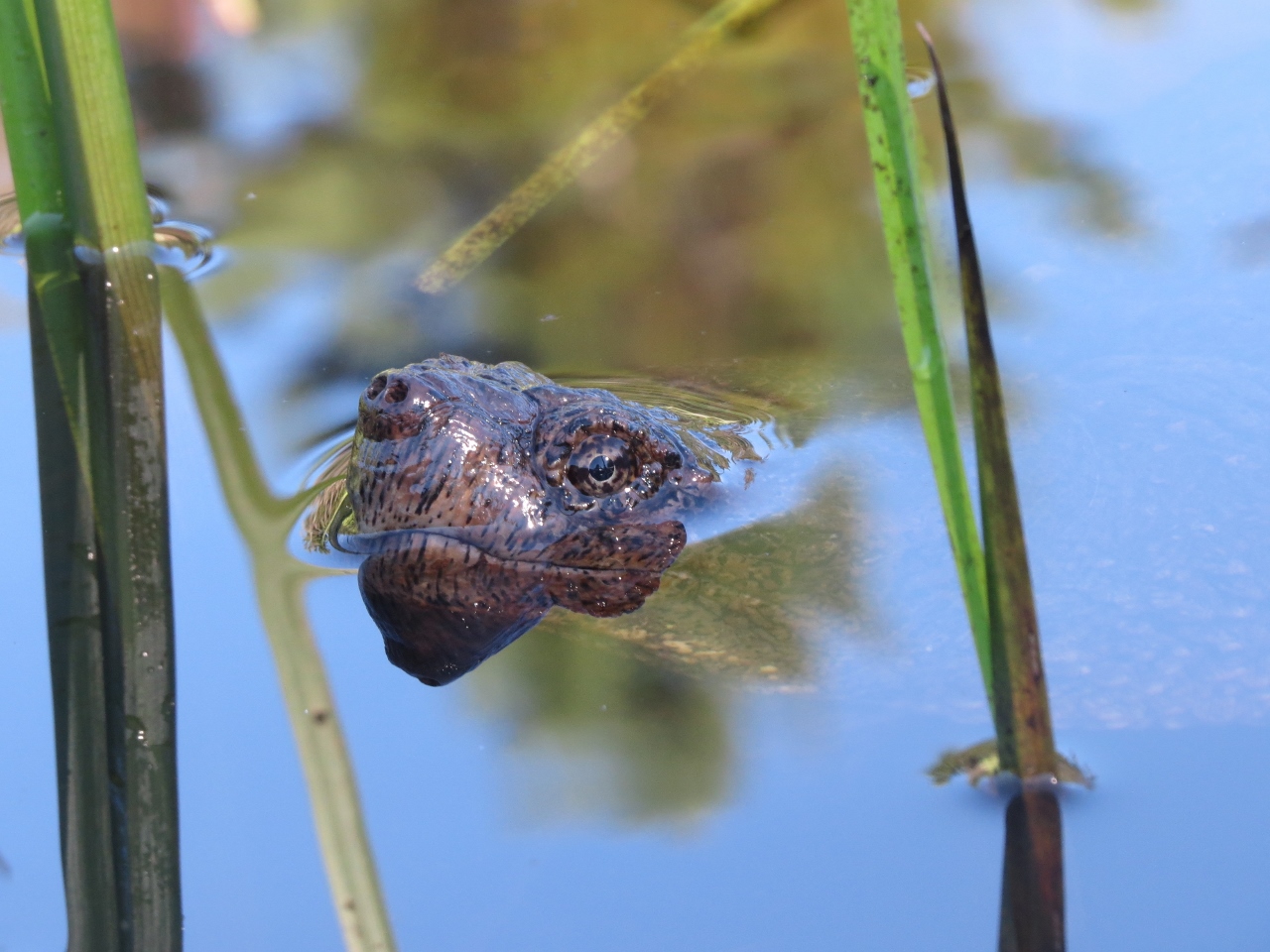 Snapping Turtle face!