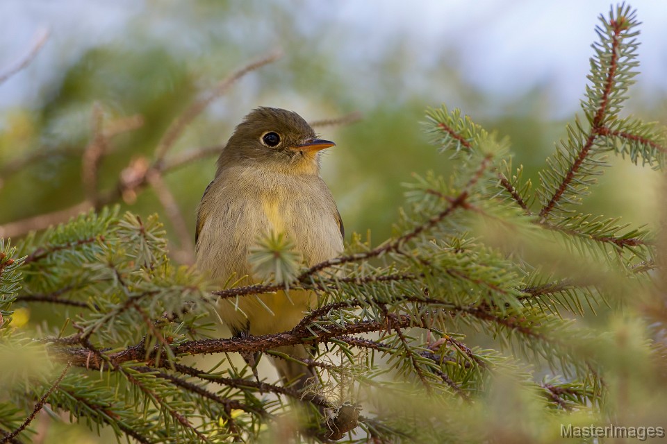 I heard as Yellow-bellied Flycatcher as we paddled along the waterway which leads to the Boreas River. Image courtesy of MasterImages.org.
