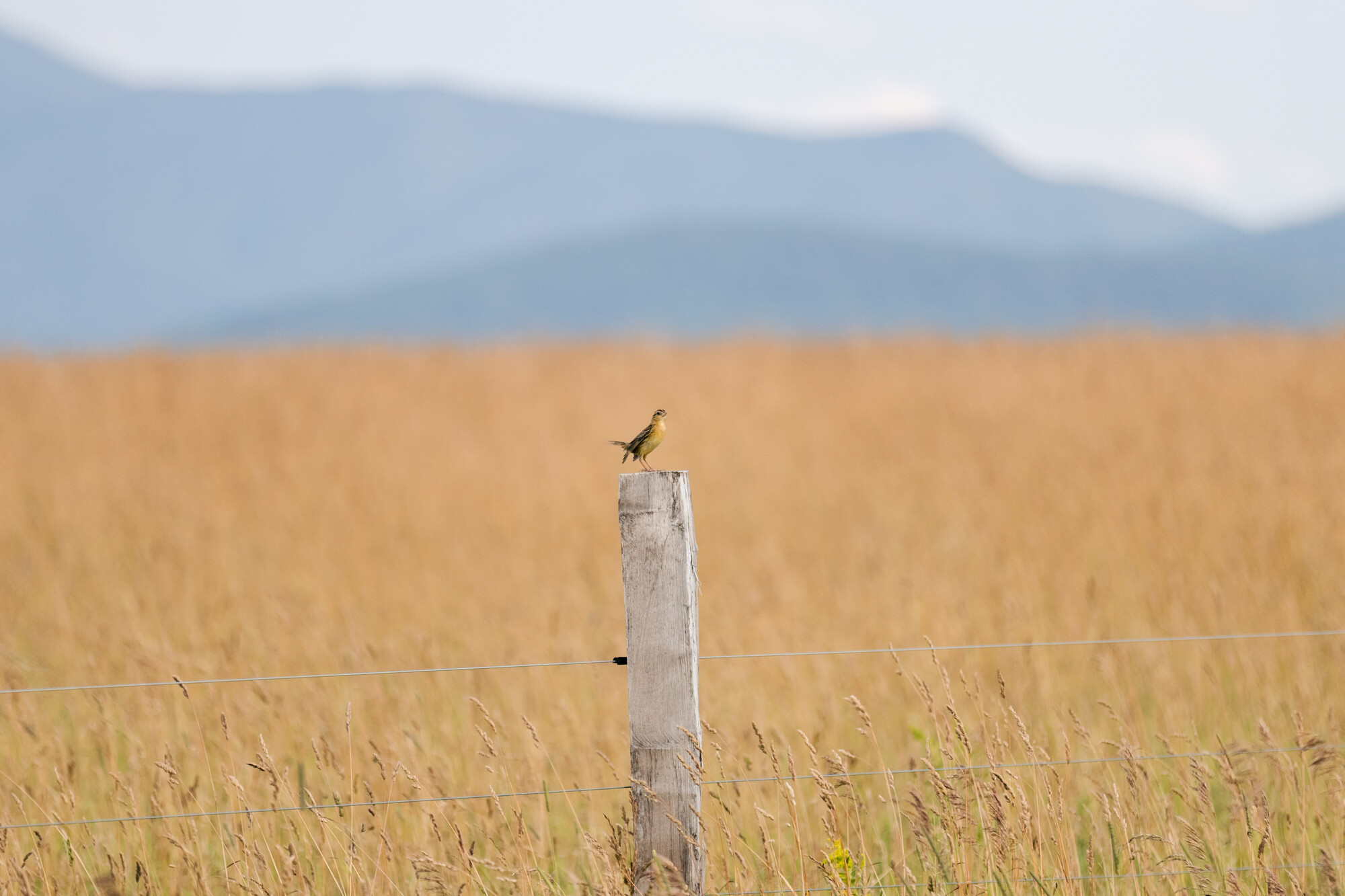 A female Bobolink. A brown female Bobolink sits on a fence post with a grassy field in the background.