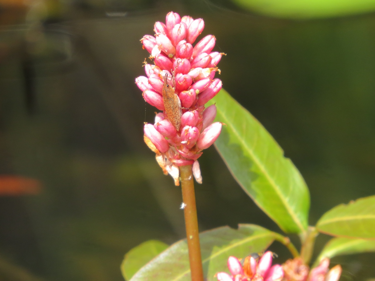 Water smartweed with a creature!