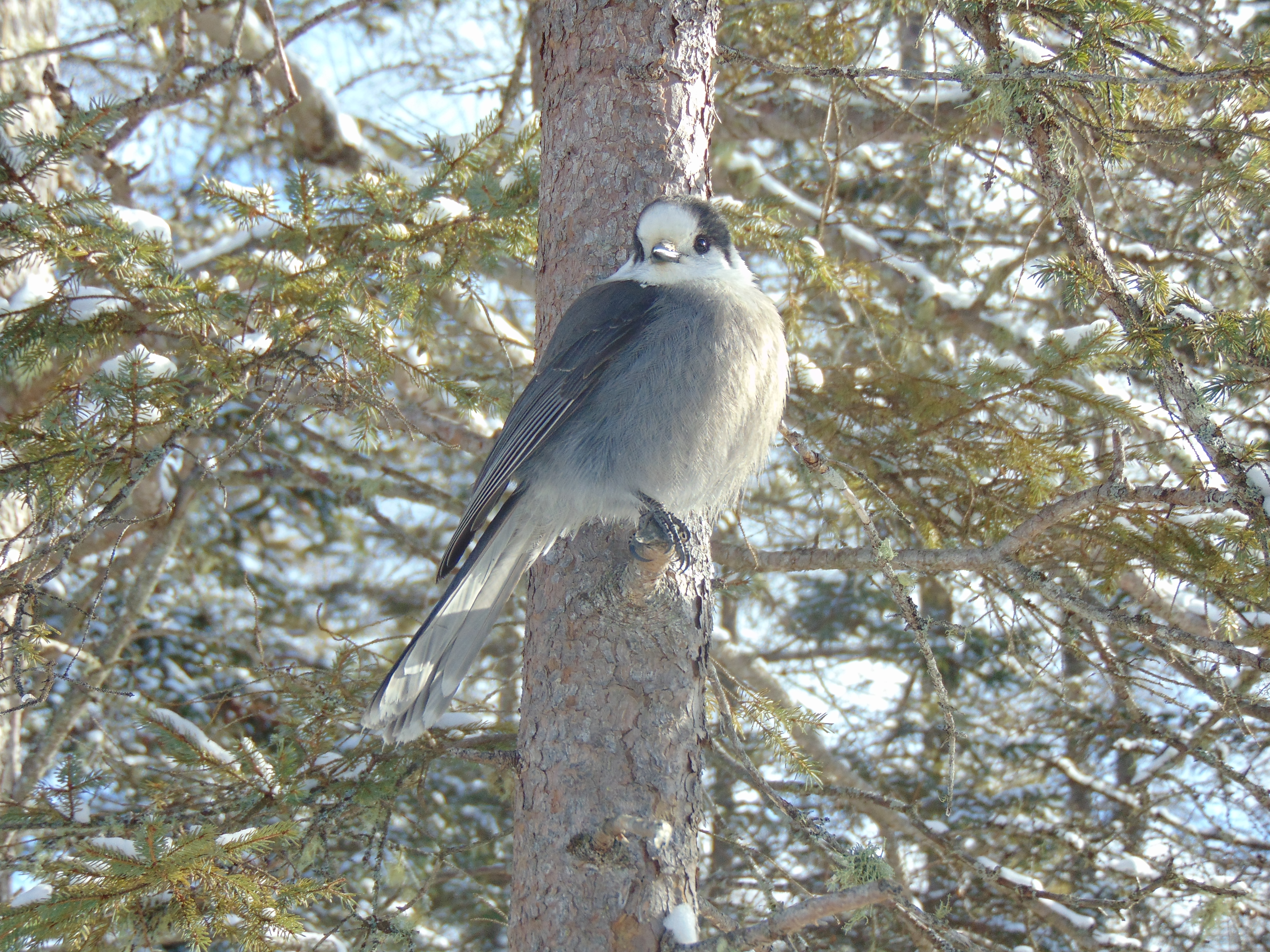 A fluffy grey bird sitting in a pine tree in winter.