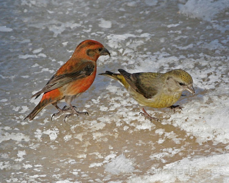 Red Crossbill pair by Larry Master