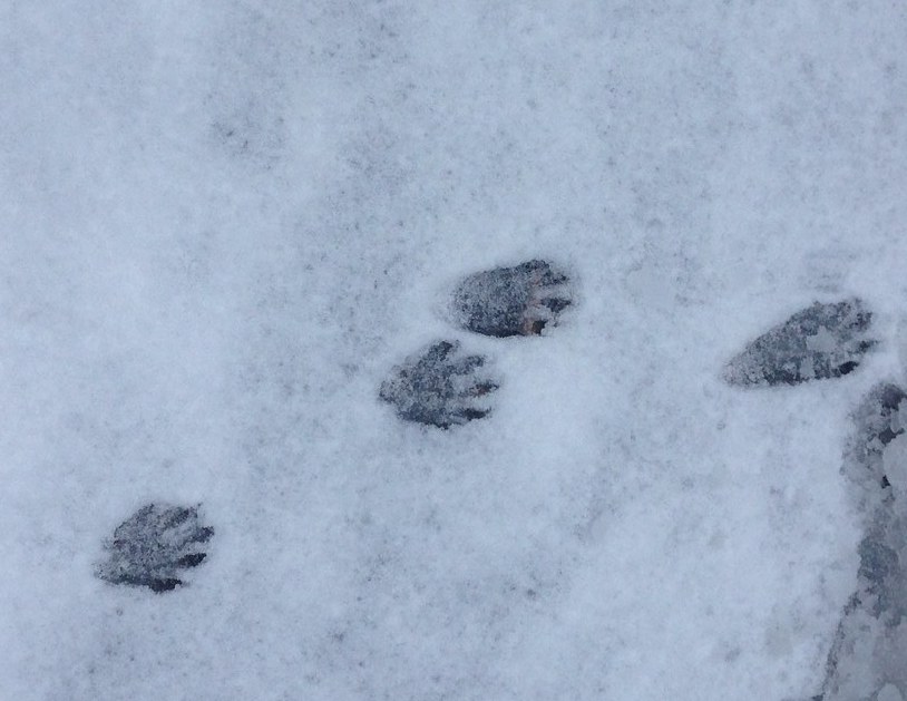 Raccoon tracks in snow.