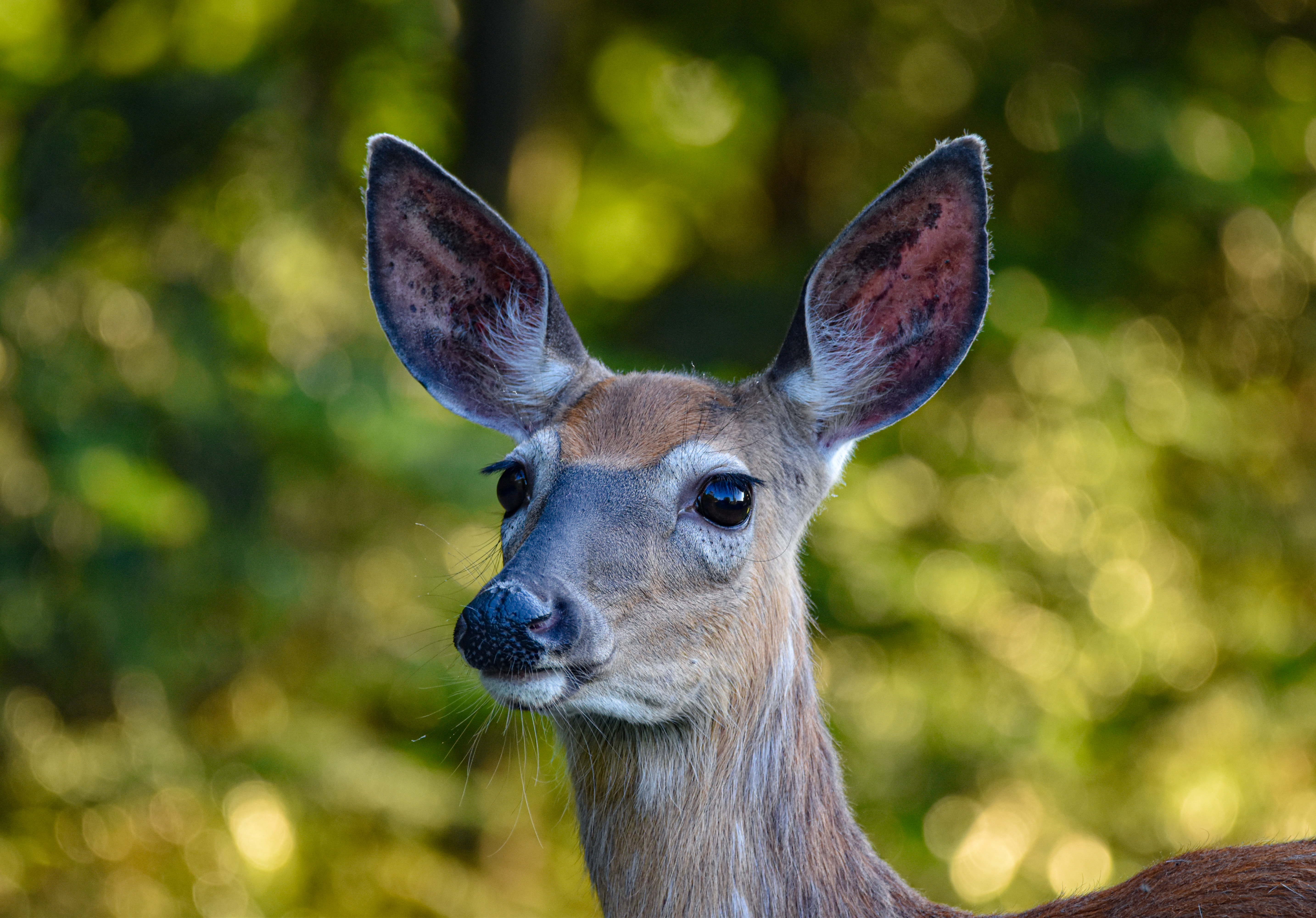 A brown deer with big eyes with a green background.