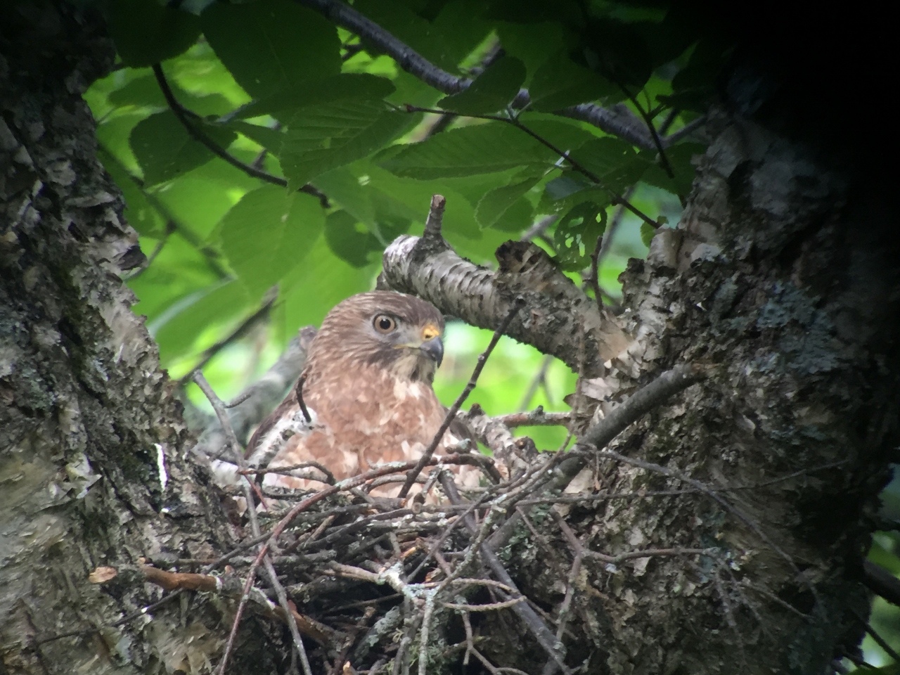 Broad-winged Hawk in its nest. Photo by Joan Collins