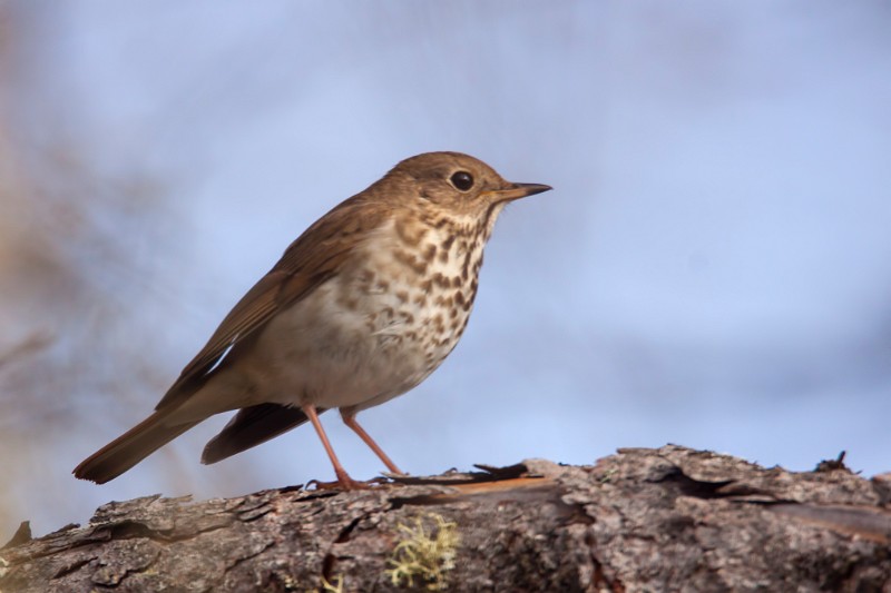 Hermit Thrush by Larry Master