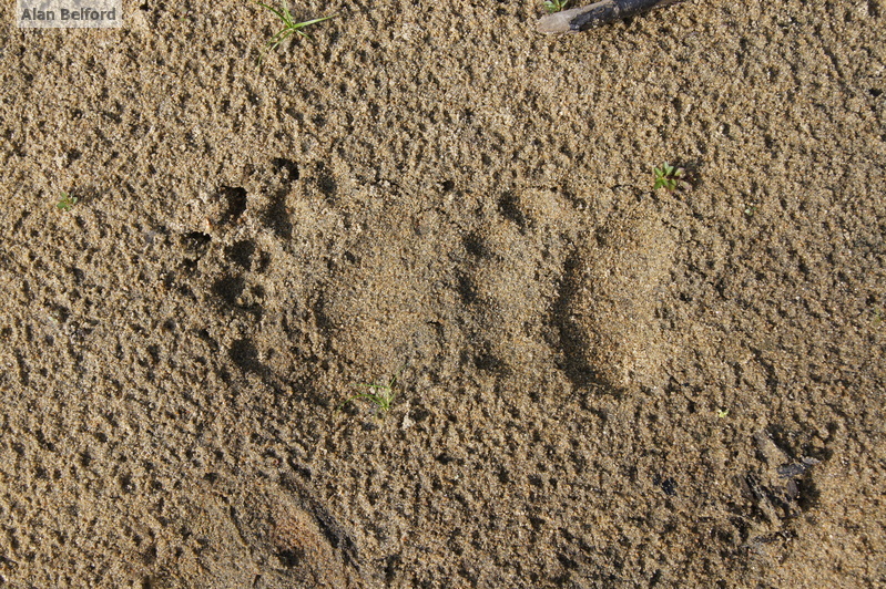 Black Bear Tracks