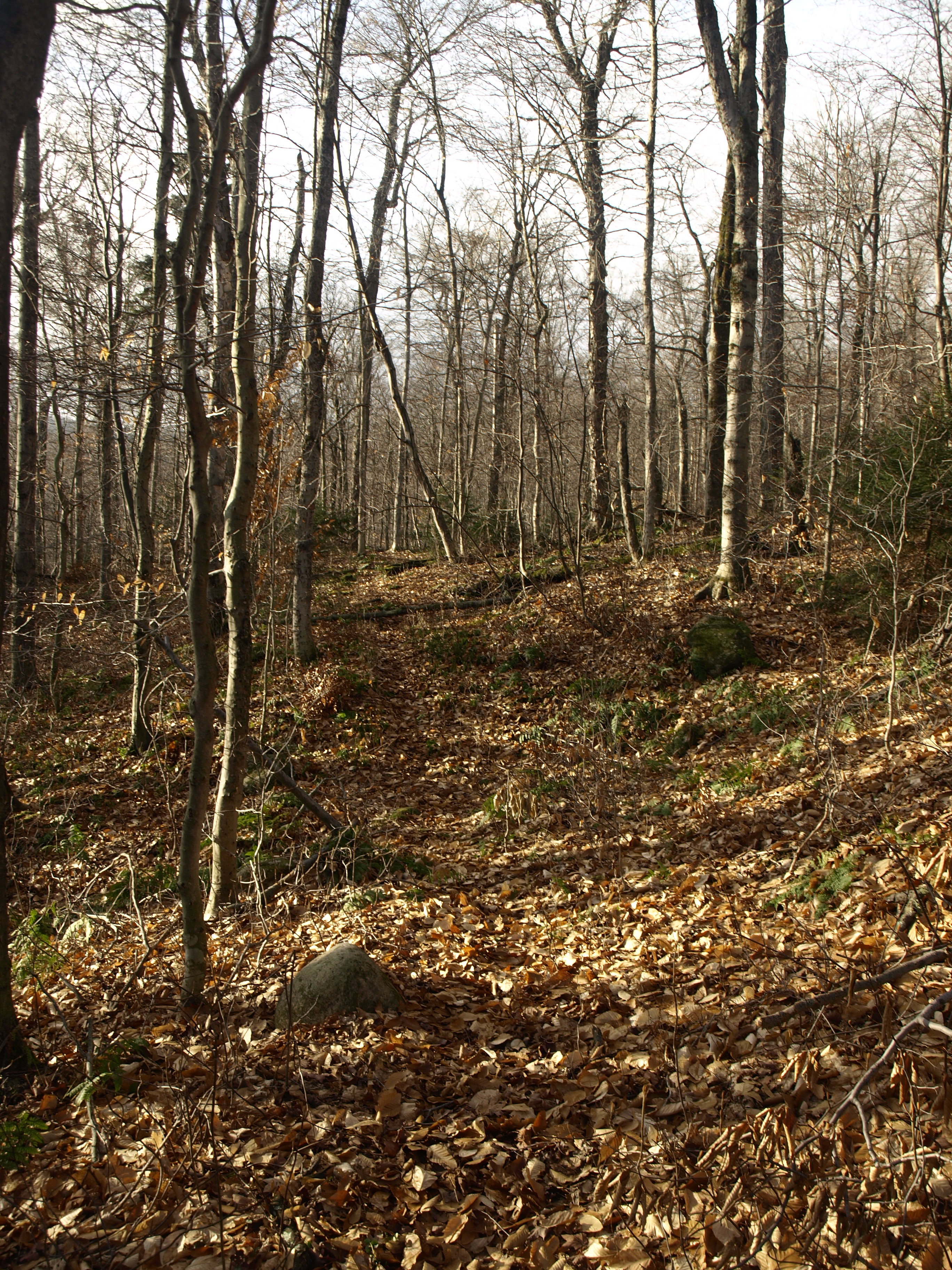 Sucker Brook trail