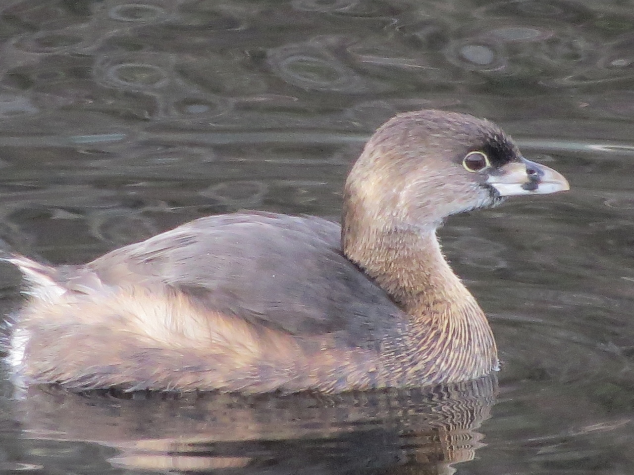 Pied-billed Grebe