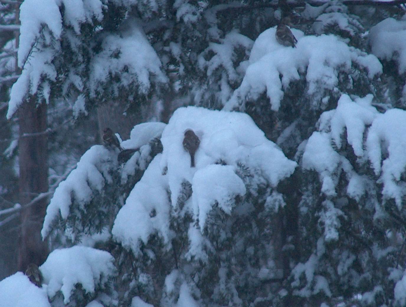 Common Redpolls eating seeds on snow