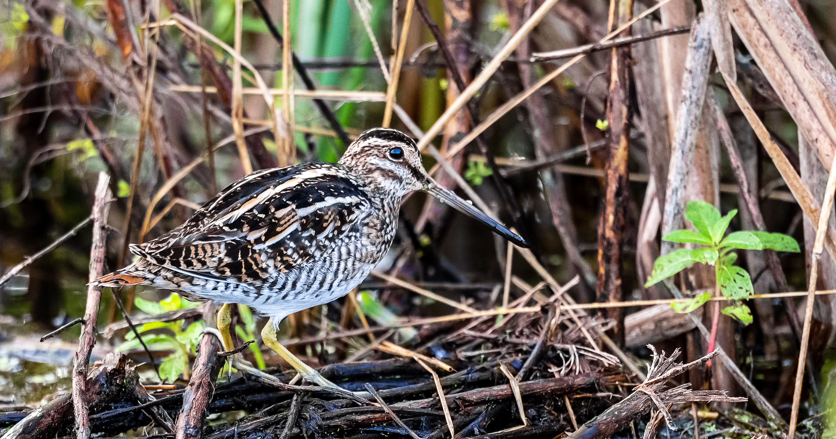 A wading bird of different shades of brown with a long bill walks among light brown colored vegetation. 