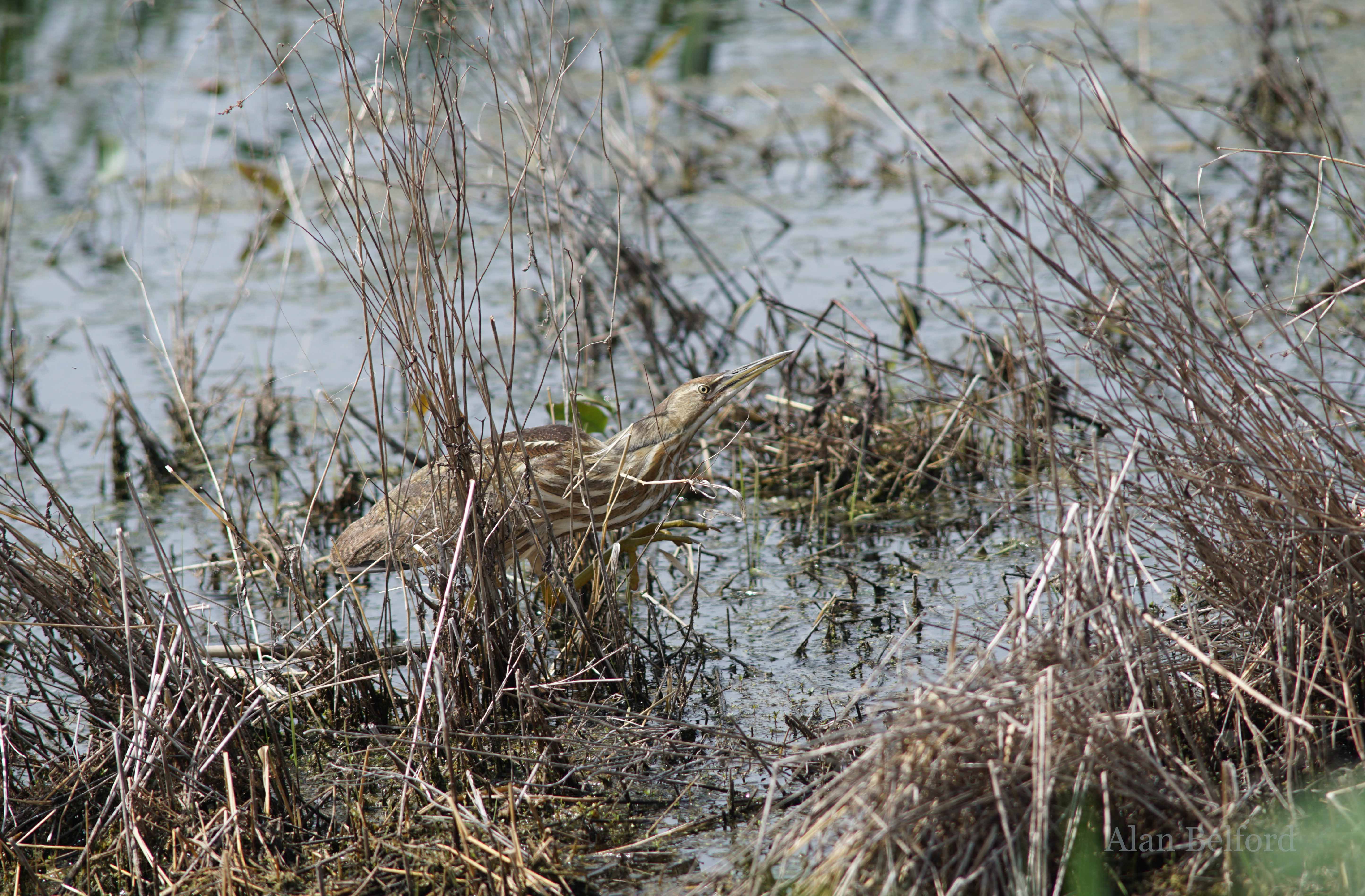 American Bitterns can be found in the marshy margins along the paddling route.