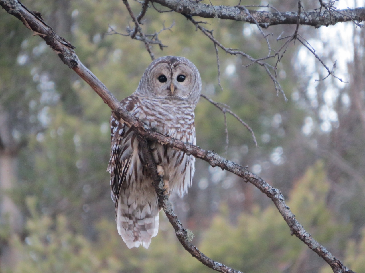 Barred Owl