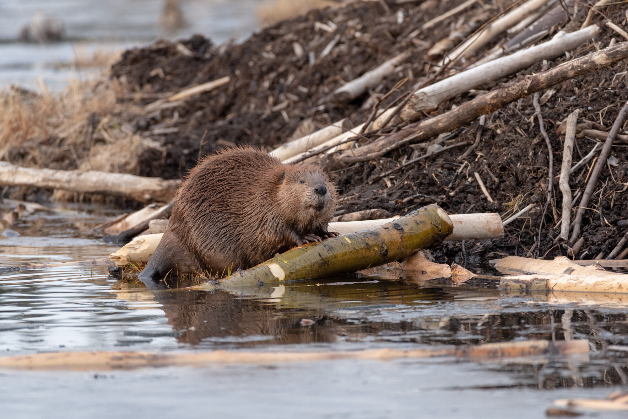 Beaver at a stream's edge