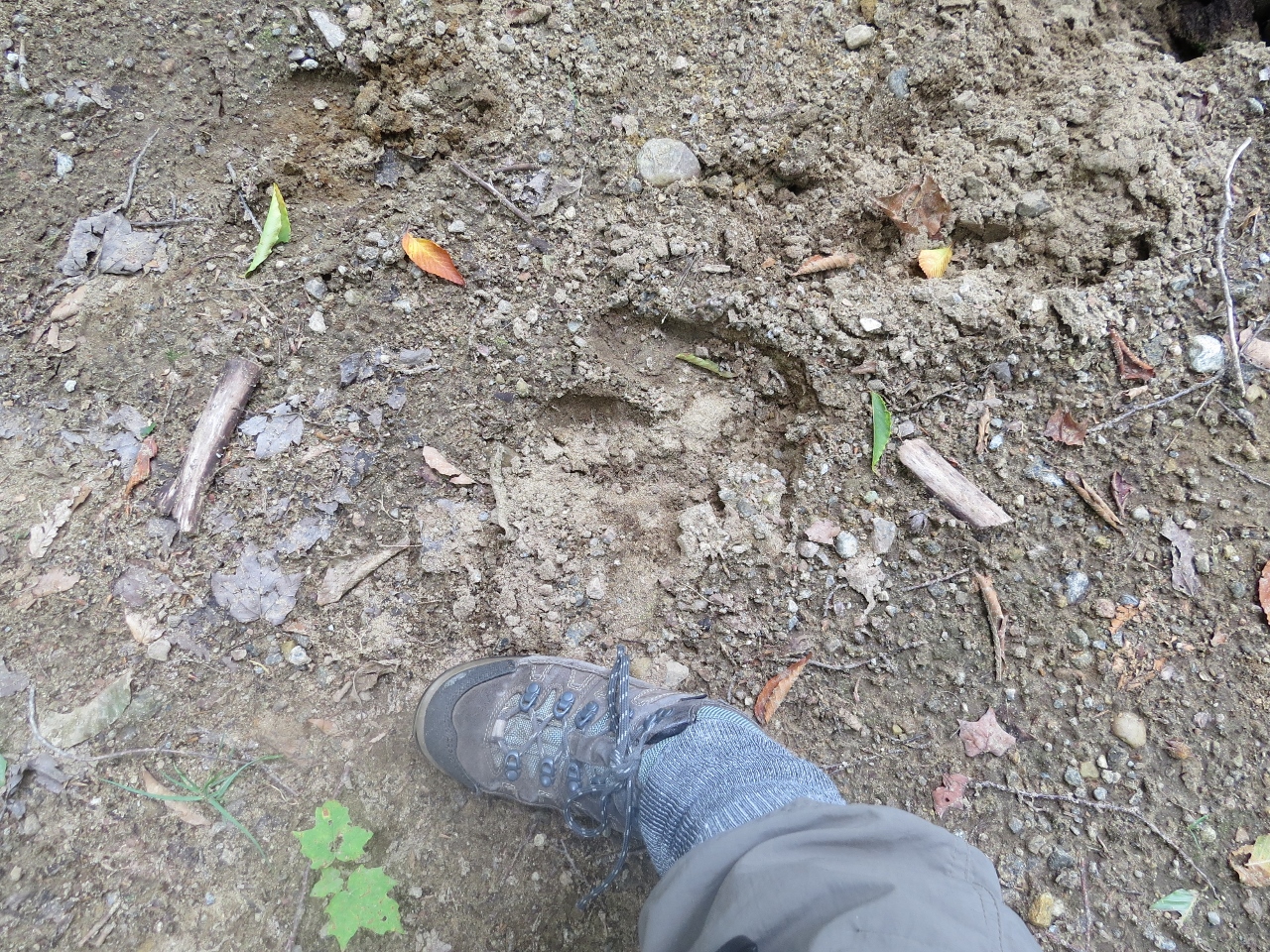 One of many Moose tracks on the road around McRorie Lake!