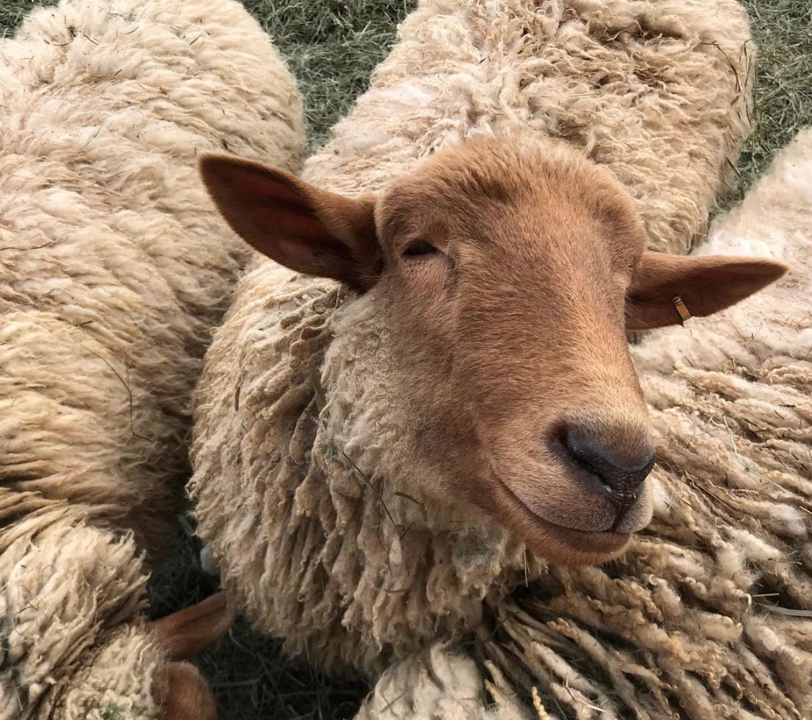 Three fluffy sheep stand side by side as one looks up into the camera.