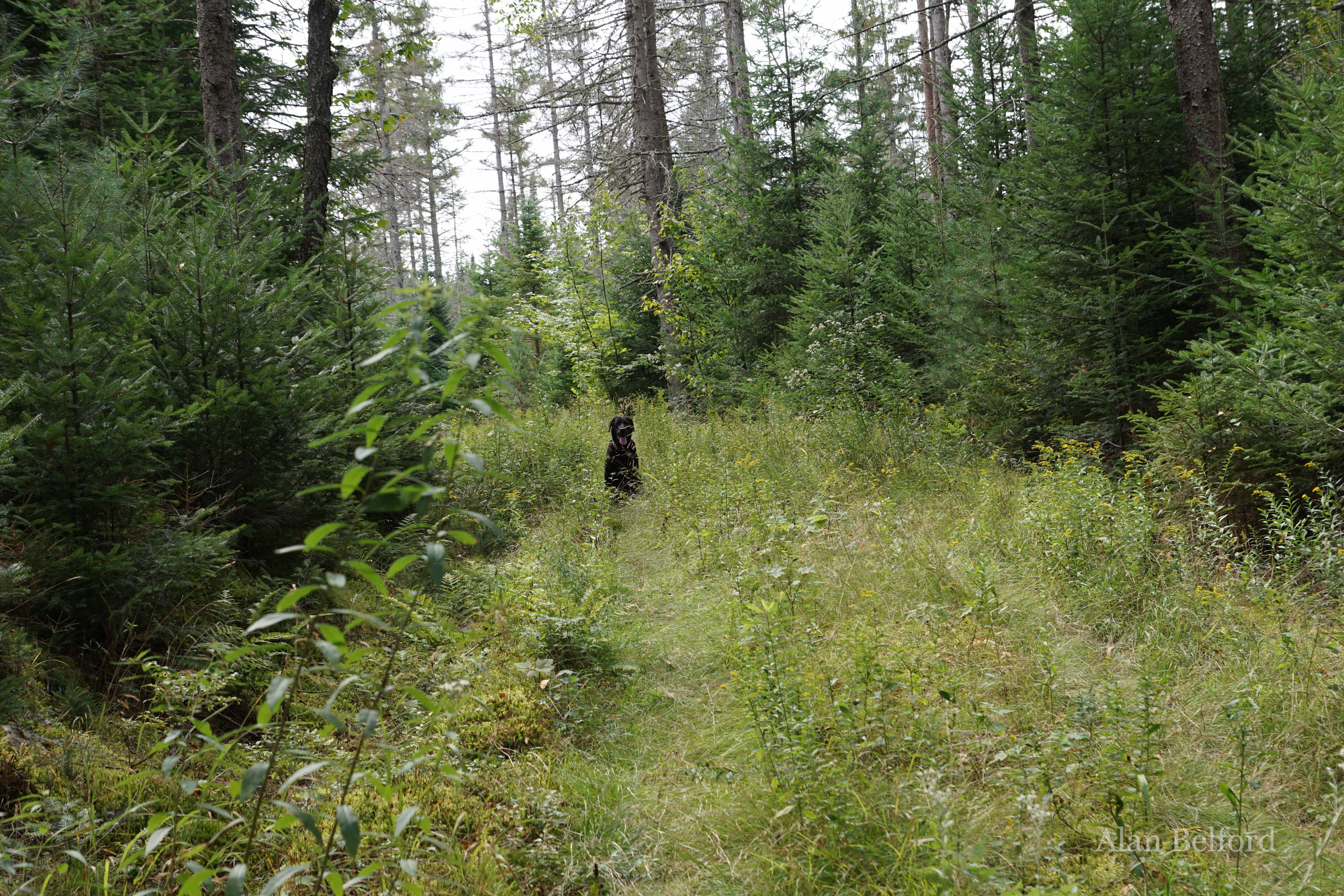 Wren and I explored the wildflowers which lined the Roosevelt Truck Trail.