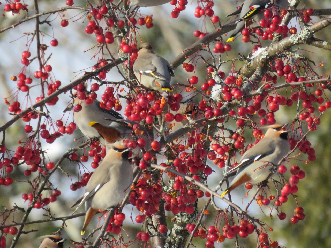 Bohemian Waxwing flock, Photo by Joan Collins