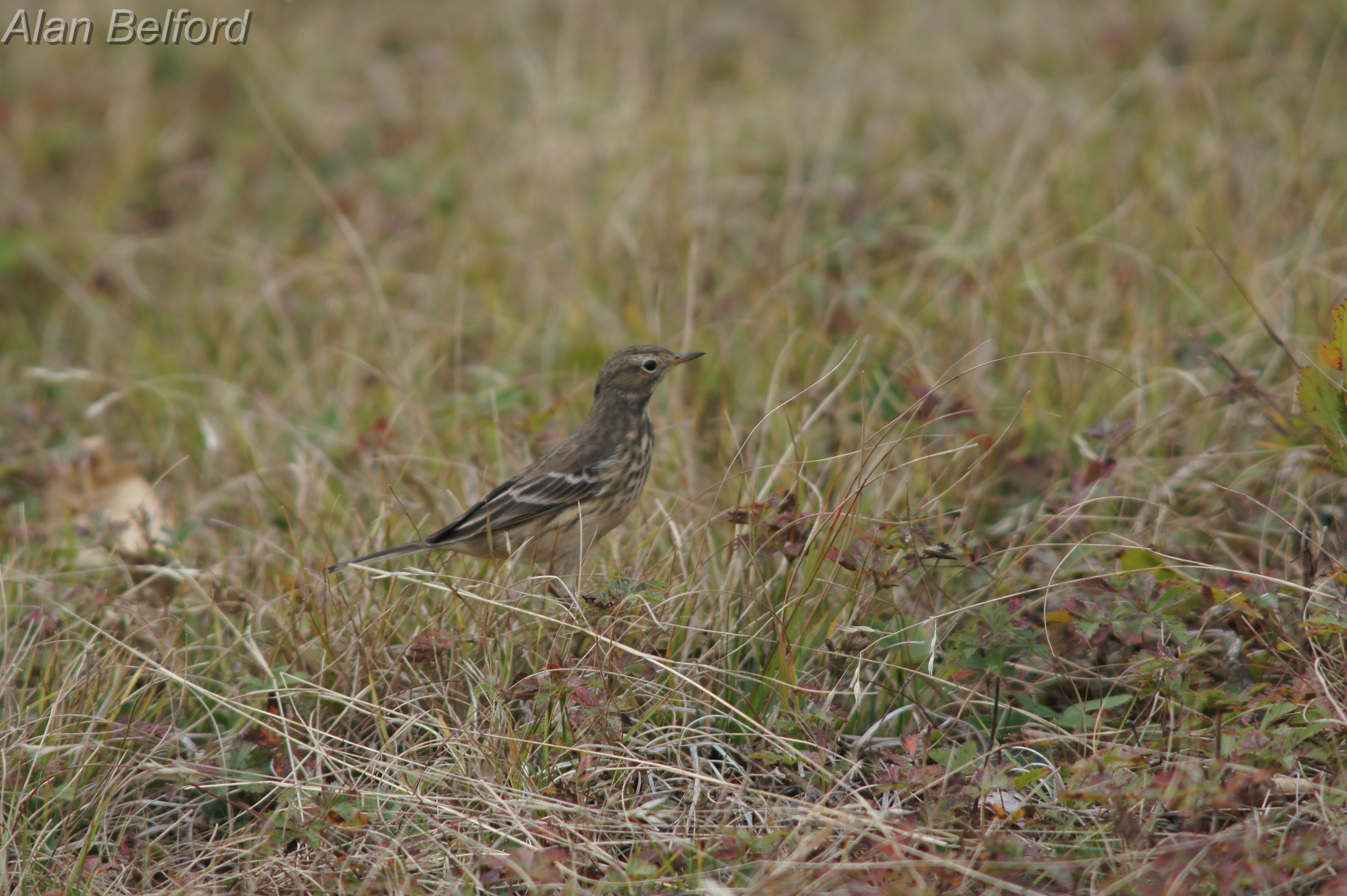 American Pipit