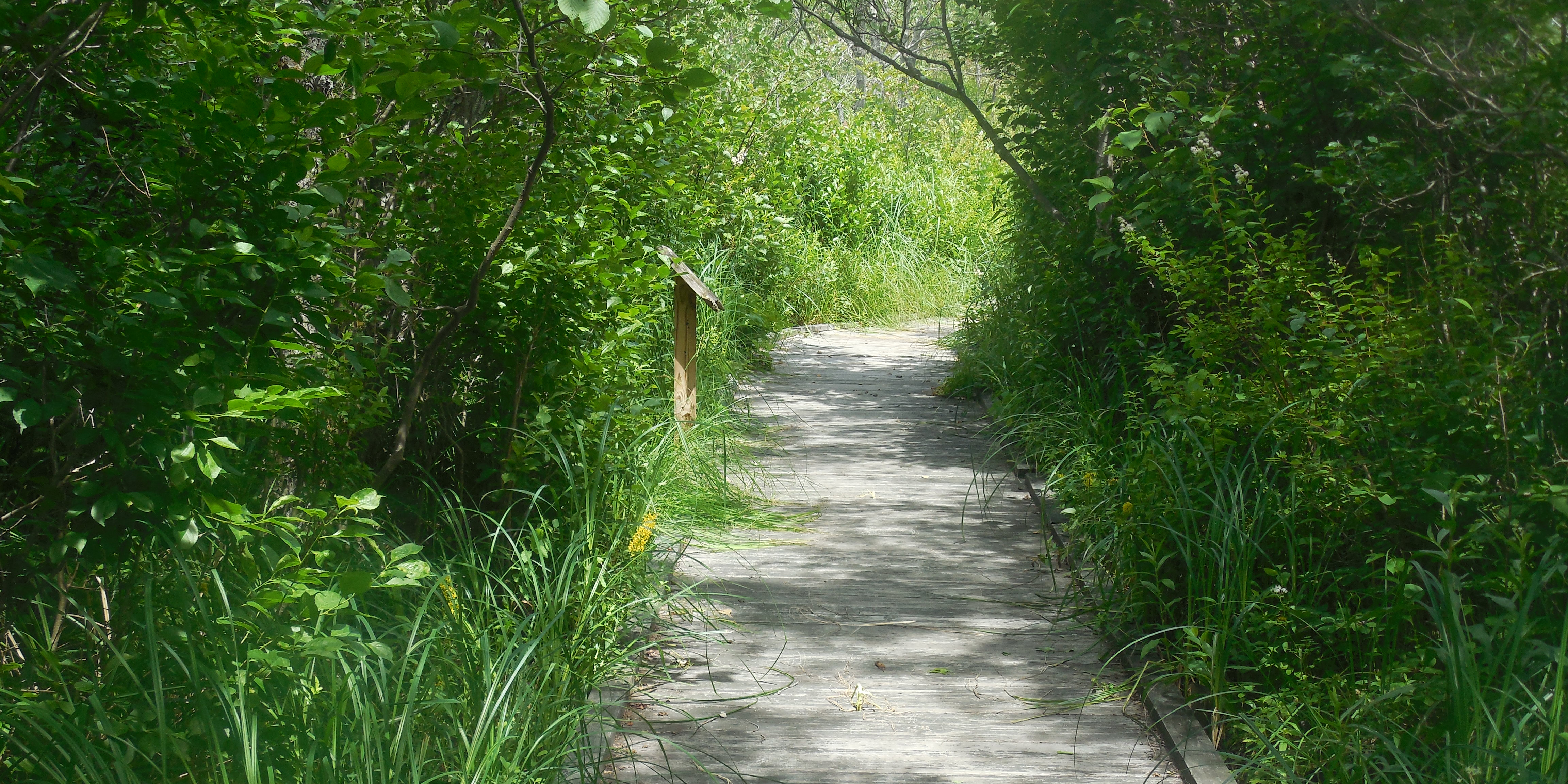 Boardwalk