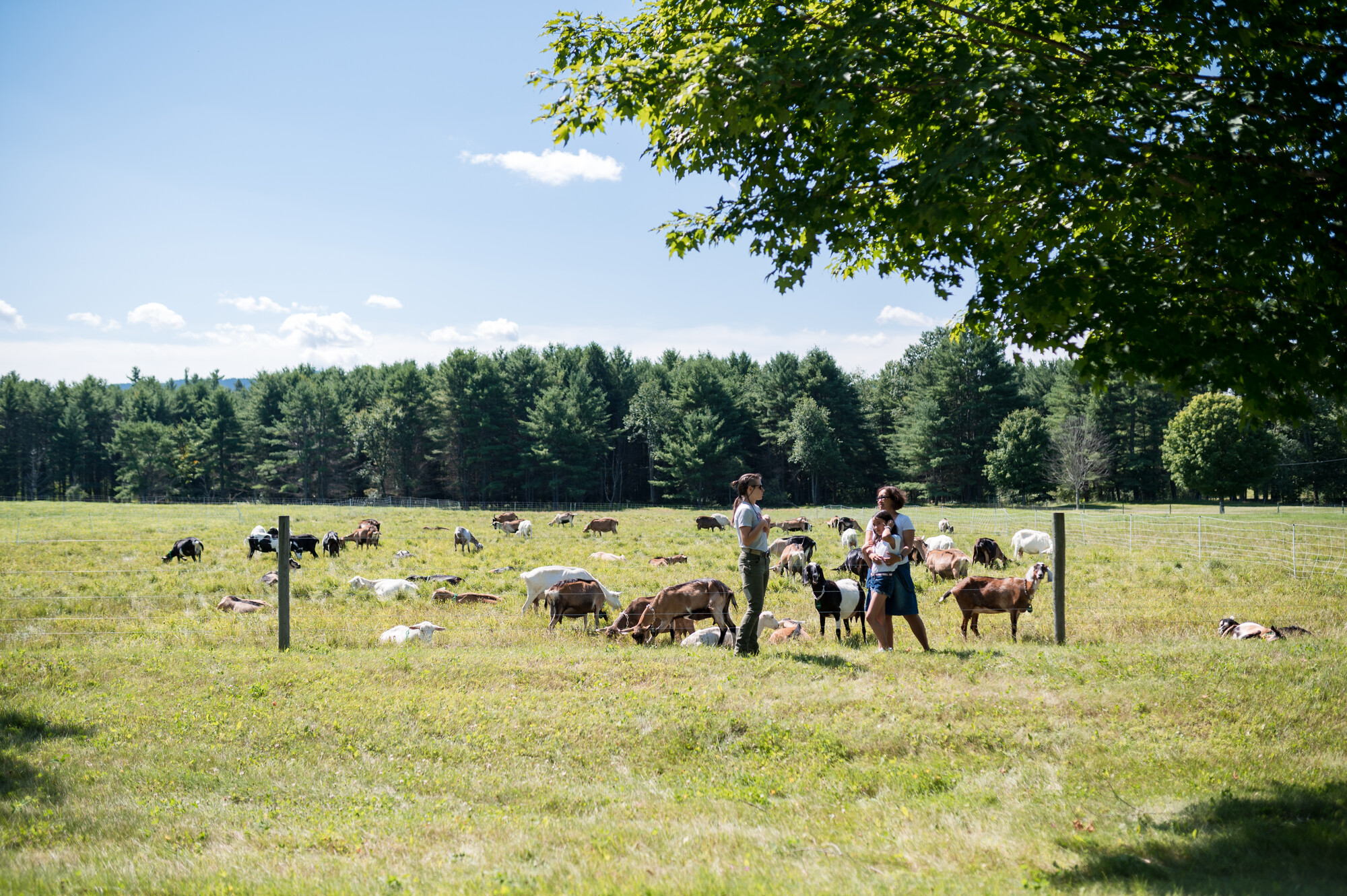 People talking while standing in front of fenced livestock.
