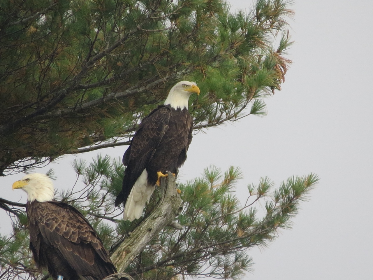 Lake Lila Bald Eagles