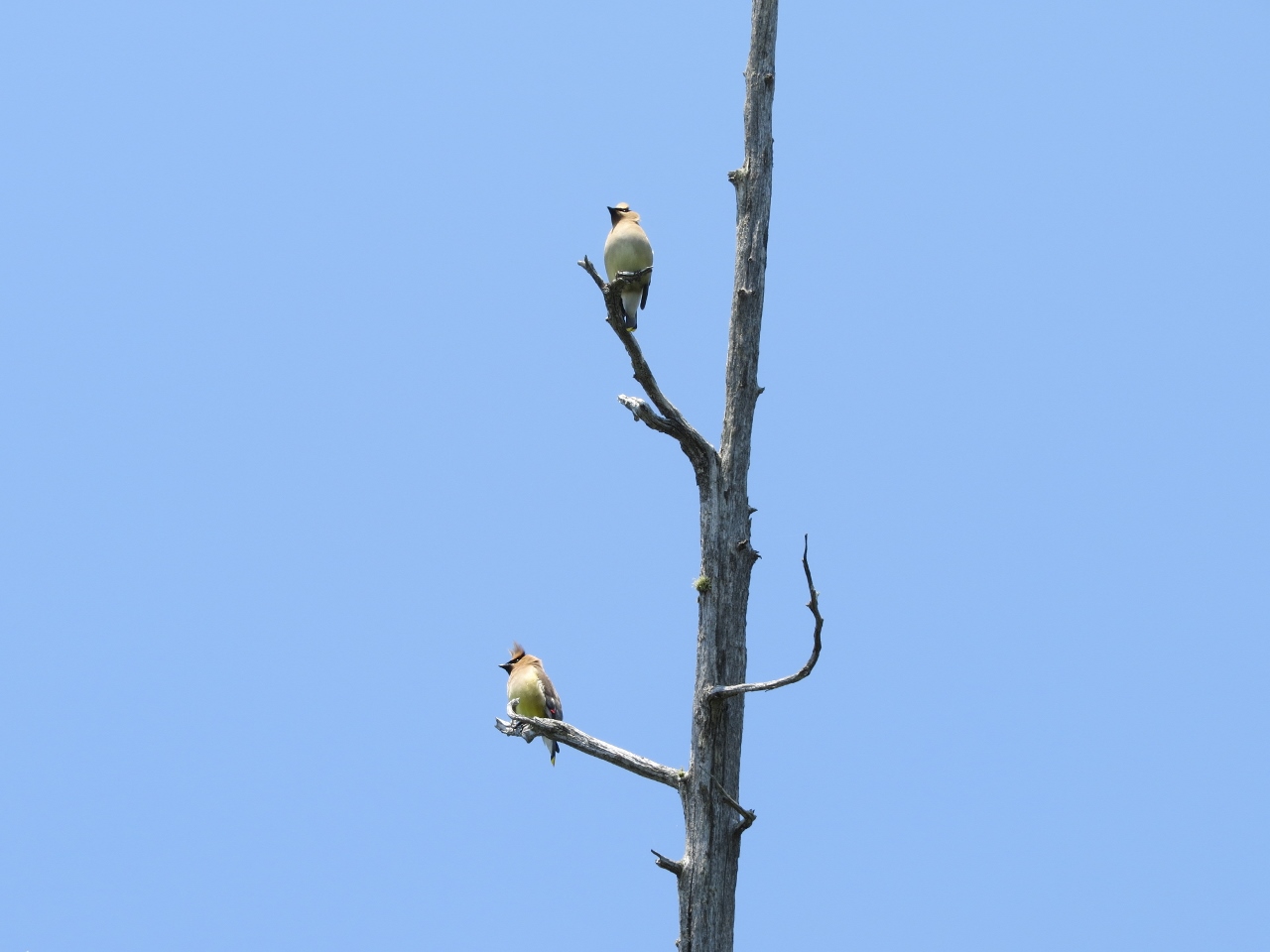 Cedar Waxwings at the inlet of Mud Pond