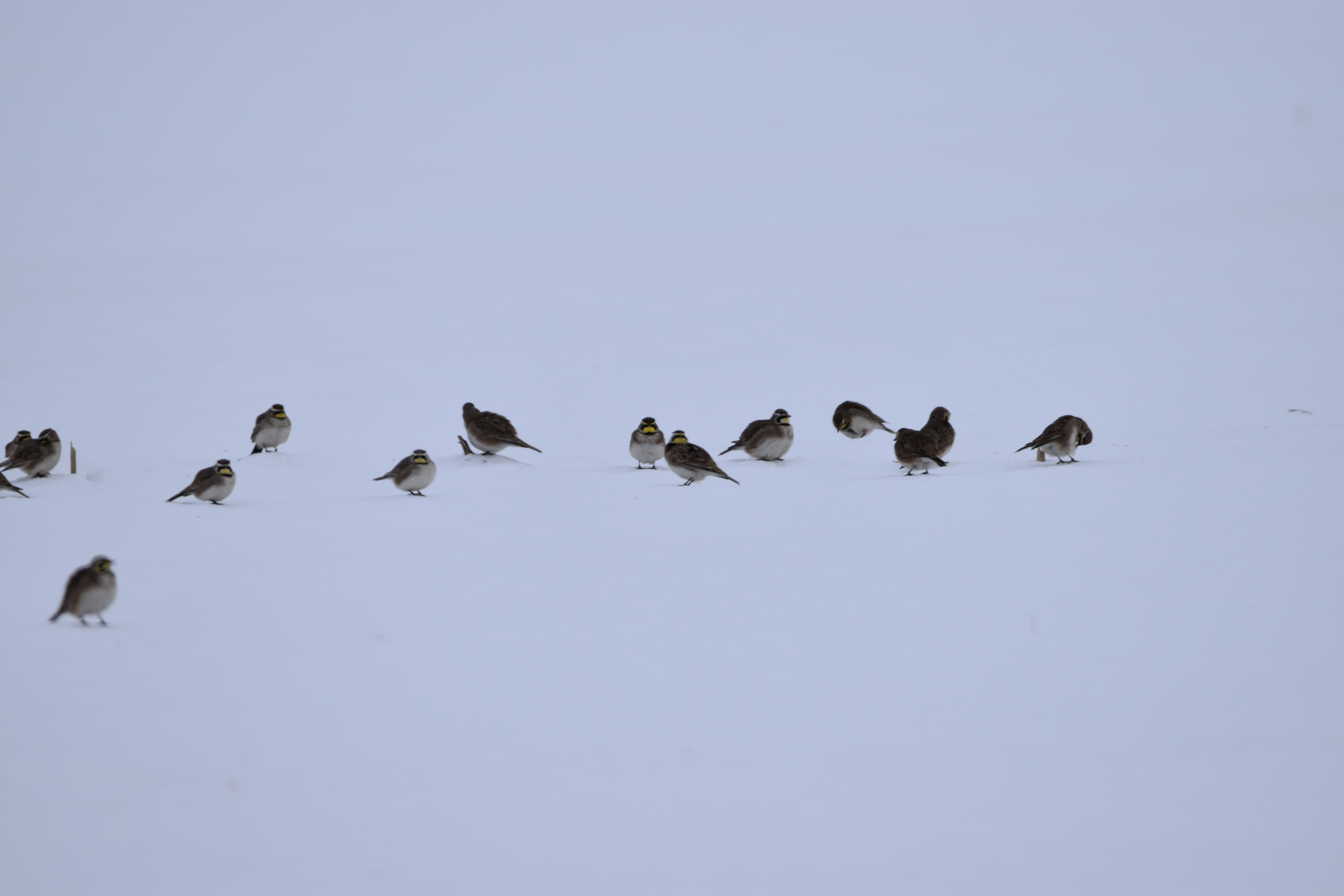 A flock of dark birds feeding in the snow.