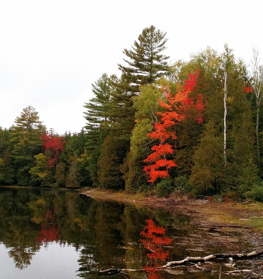Easy to spot the maples as the season starts.