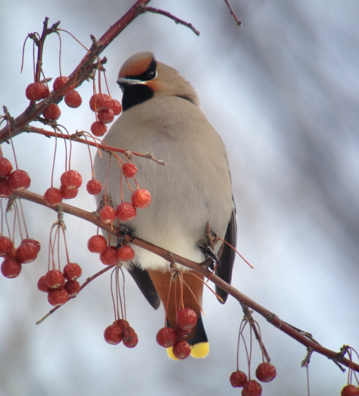 Bohemian Waxwing