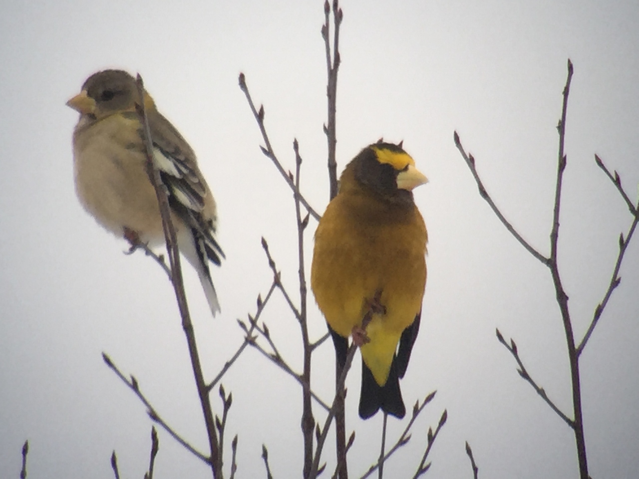 Female & Male Evening Grosbeaks