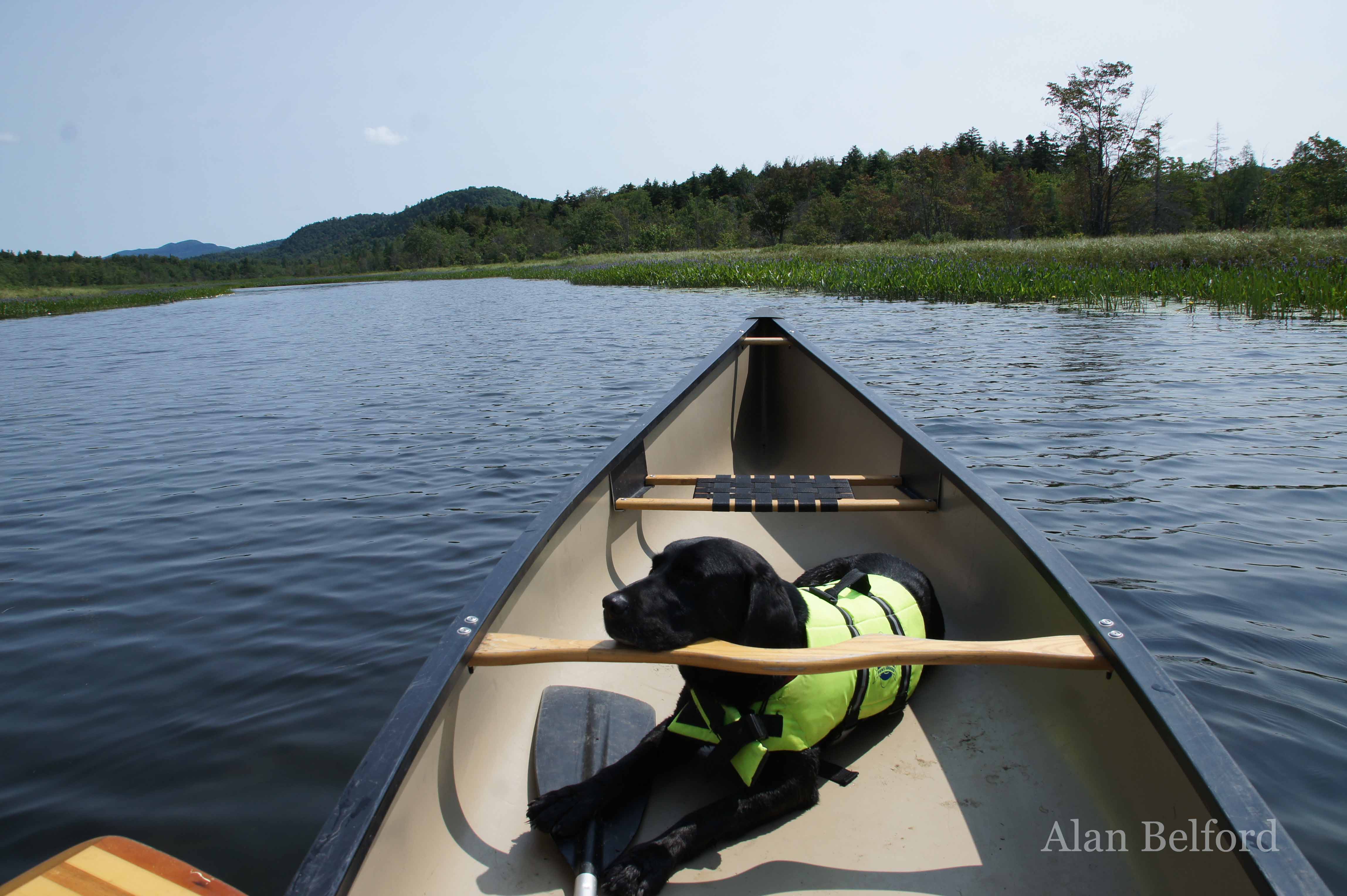 Wren dozes along the Sacandaga River in Speculator.