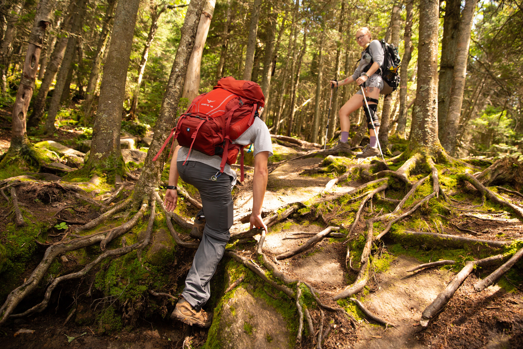 Two hikers climbing tree roots on Blue Mountain