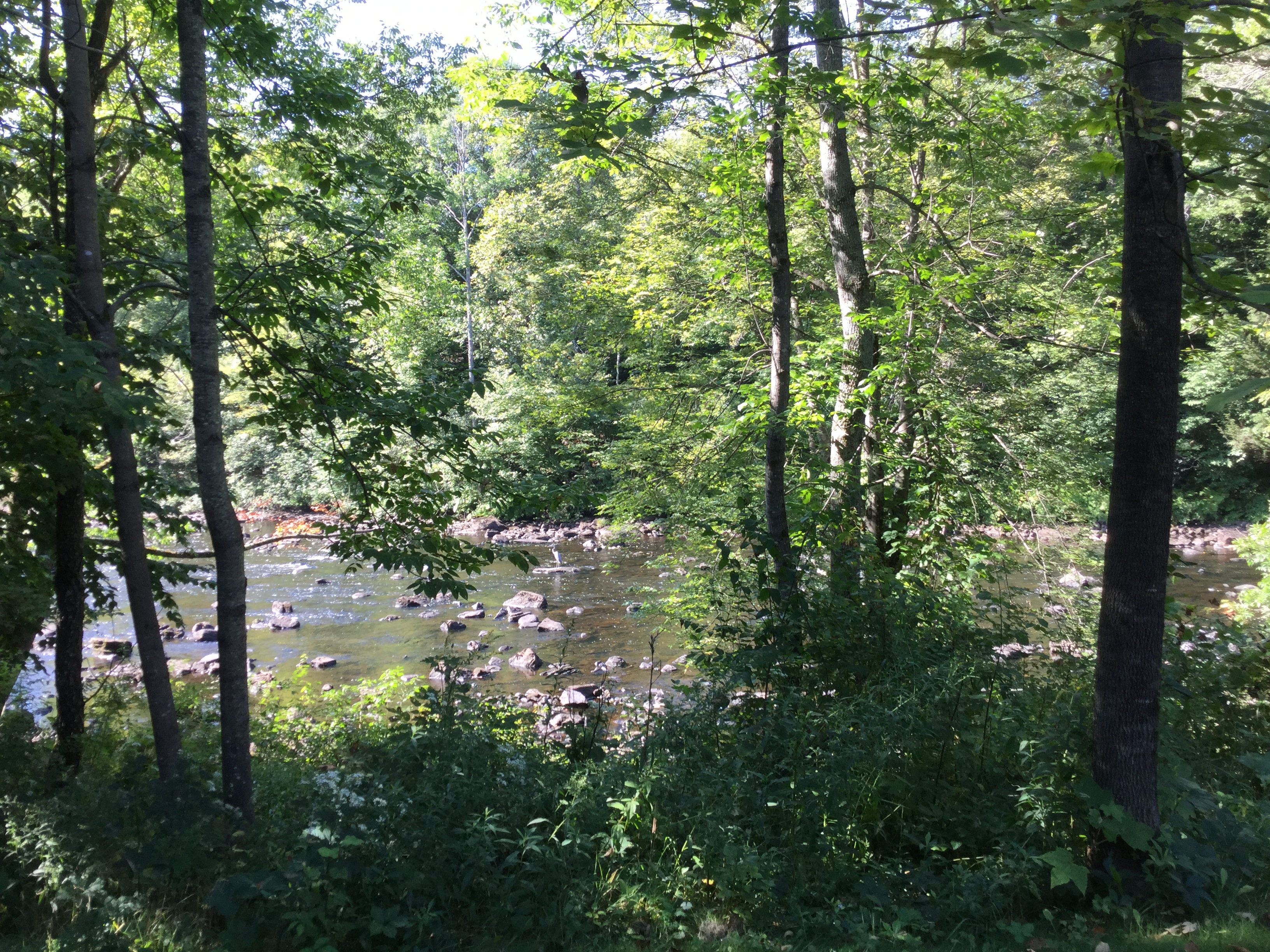 On a flat rock in the center of the river, the Great Blue Heron in residence.