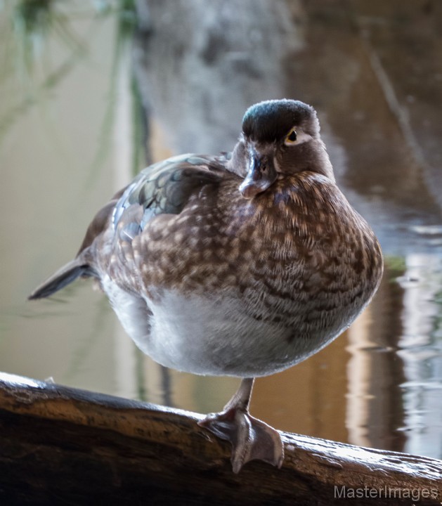 Wood Duck - Larry