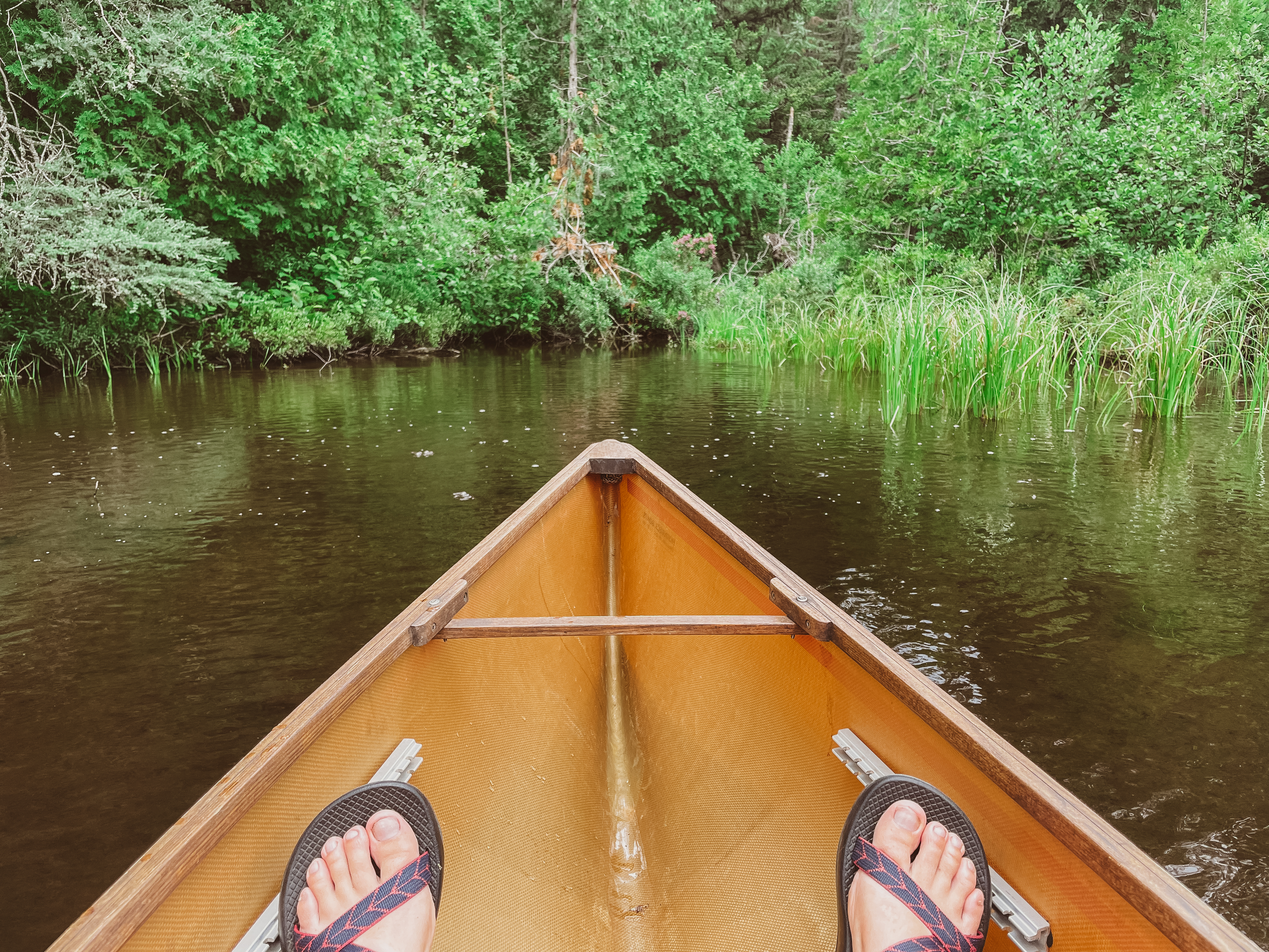 A canoe pointed at shore with aquatic vegetation growing out of the water.