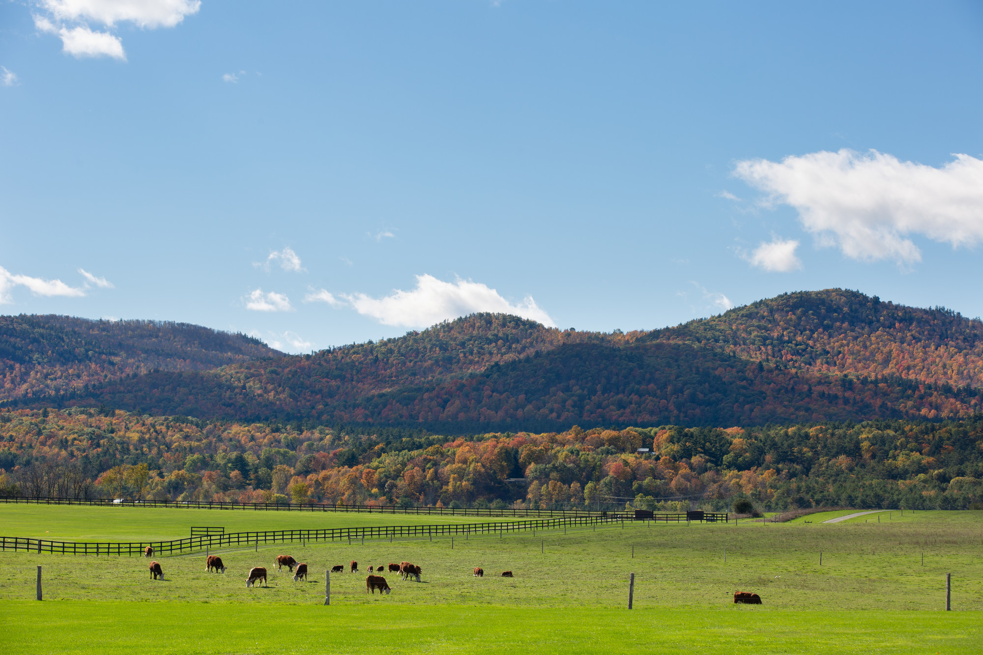 brown cows graze at the base of a foliage-covered mountain. 