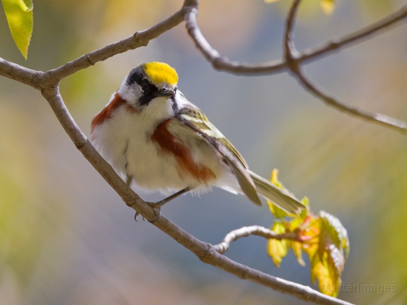 Chestnut-sided Warbler by Larry Master