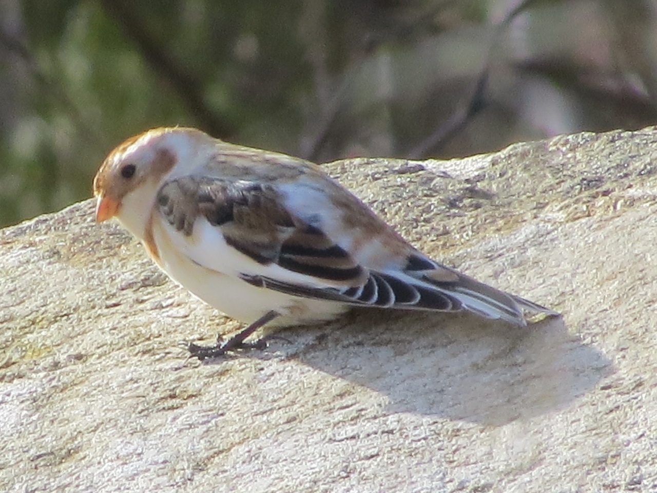 Snow Bunting along Sabattis Circle Road