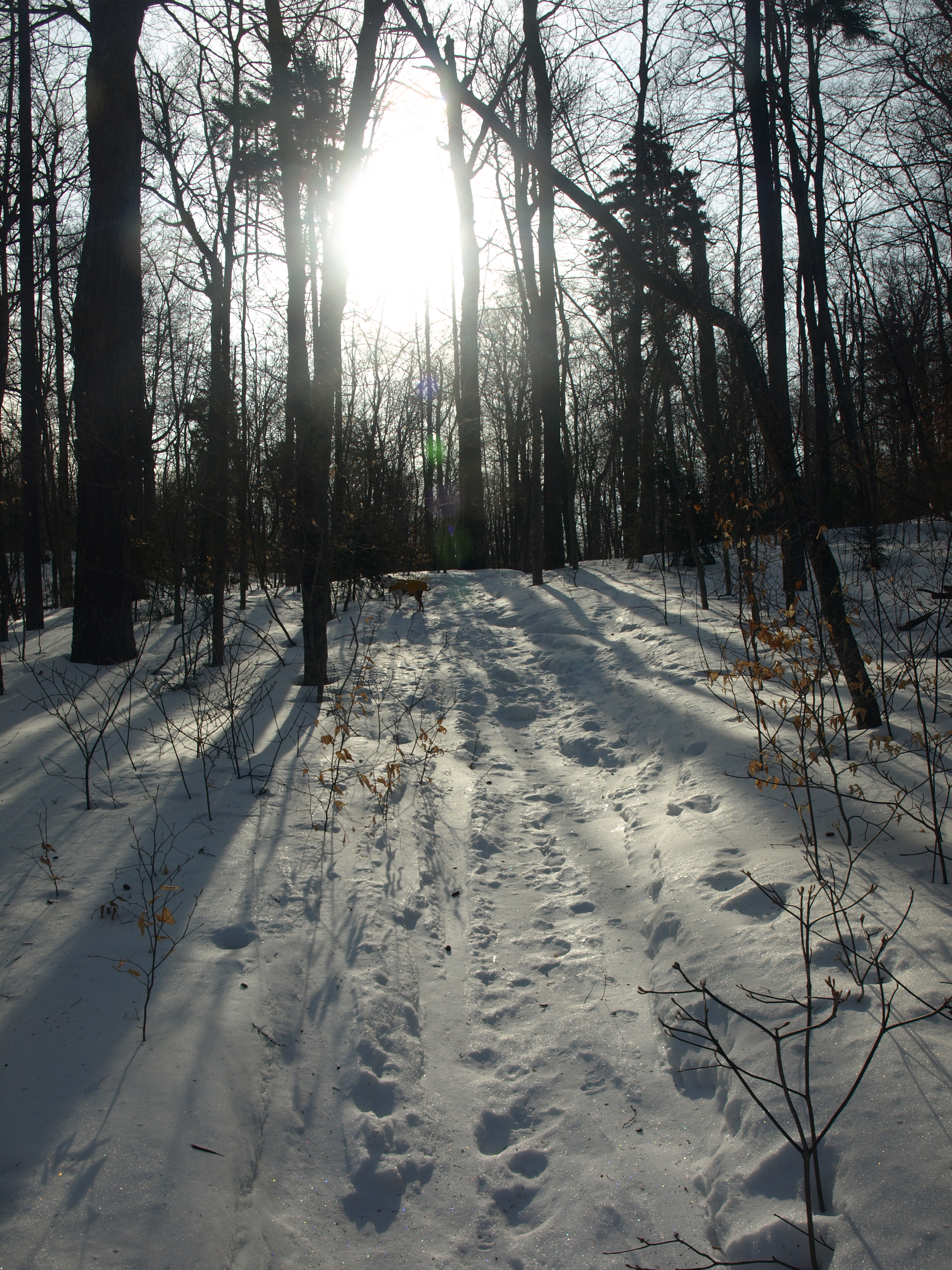 Hard packed trail