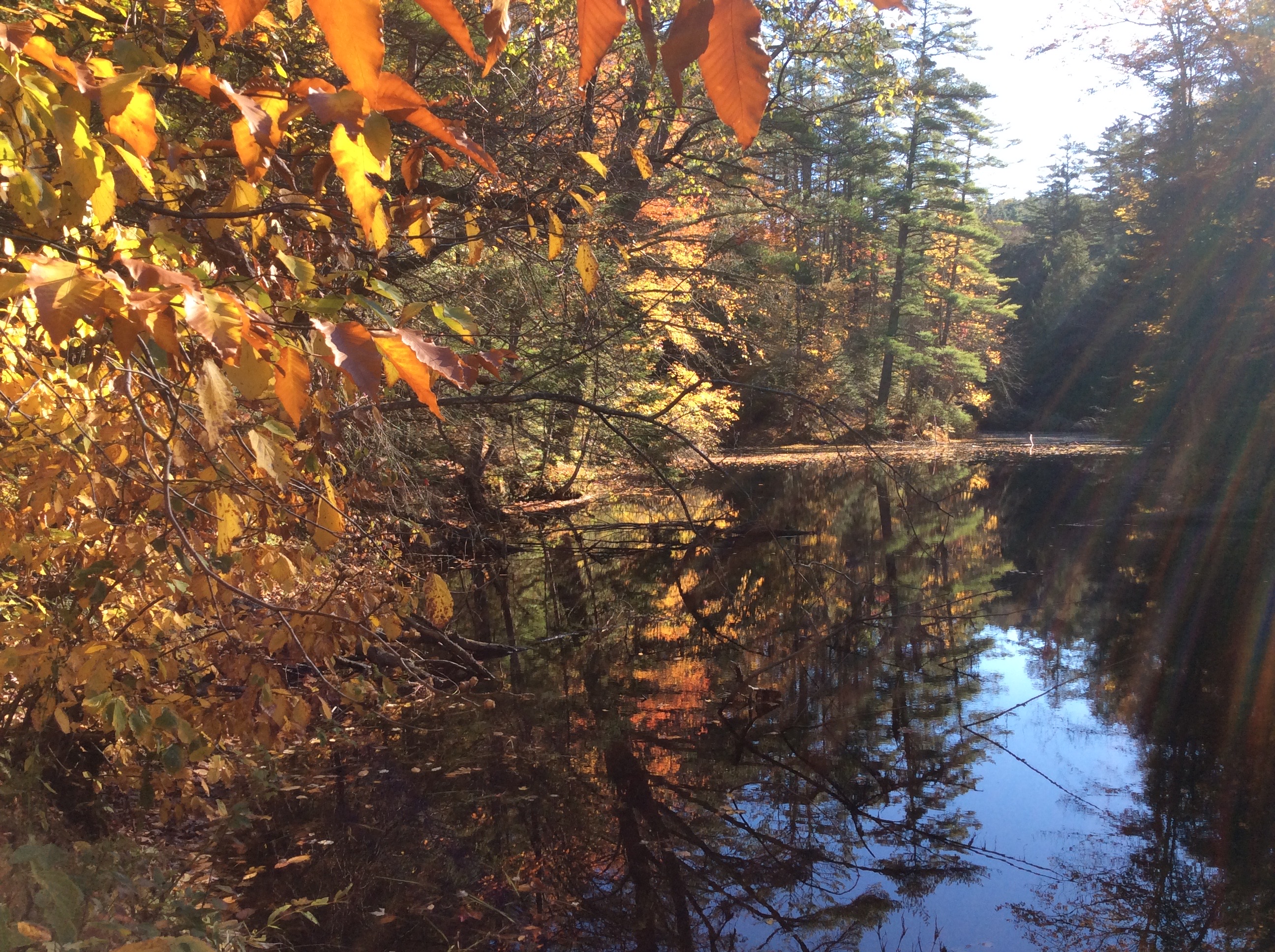 The leaves add a golden flow.