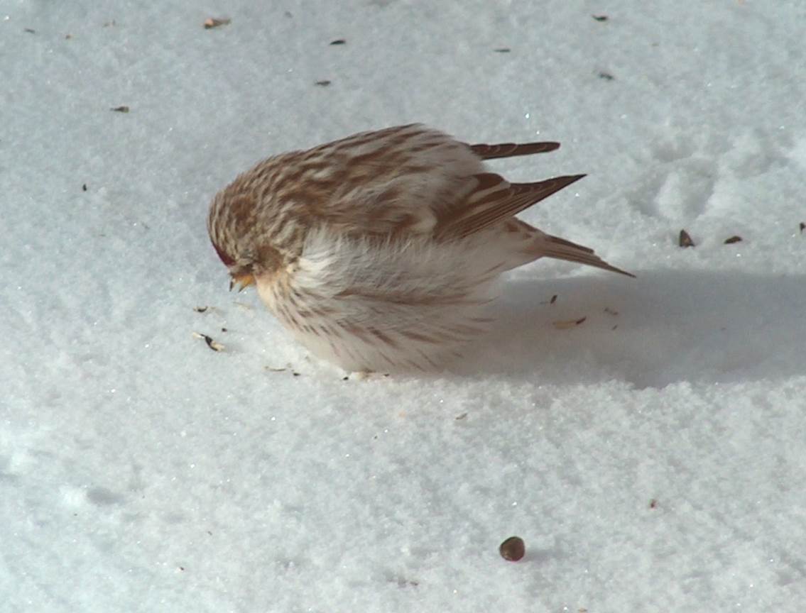 Common Redpoll at -30 degrees!