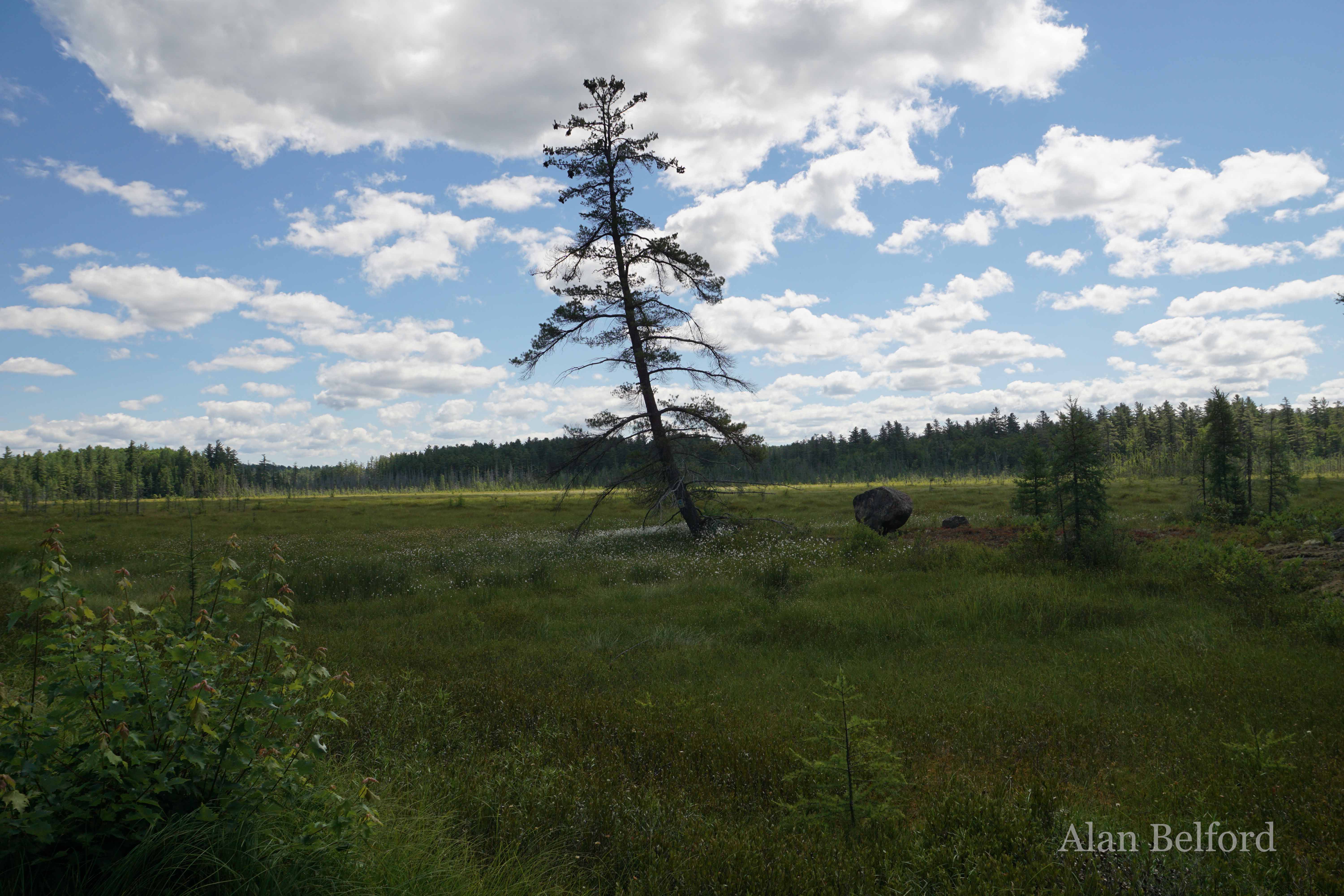 Hitchins Bog offers great boreal habitat to explore.