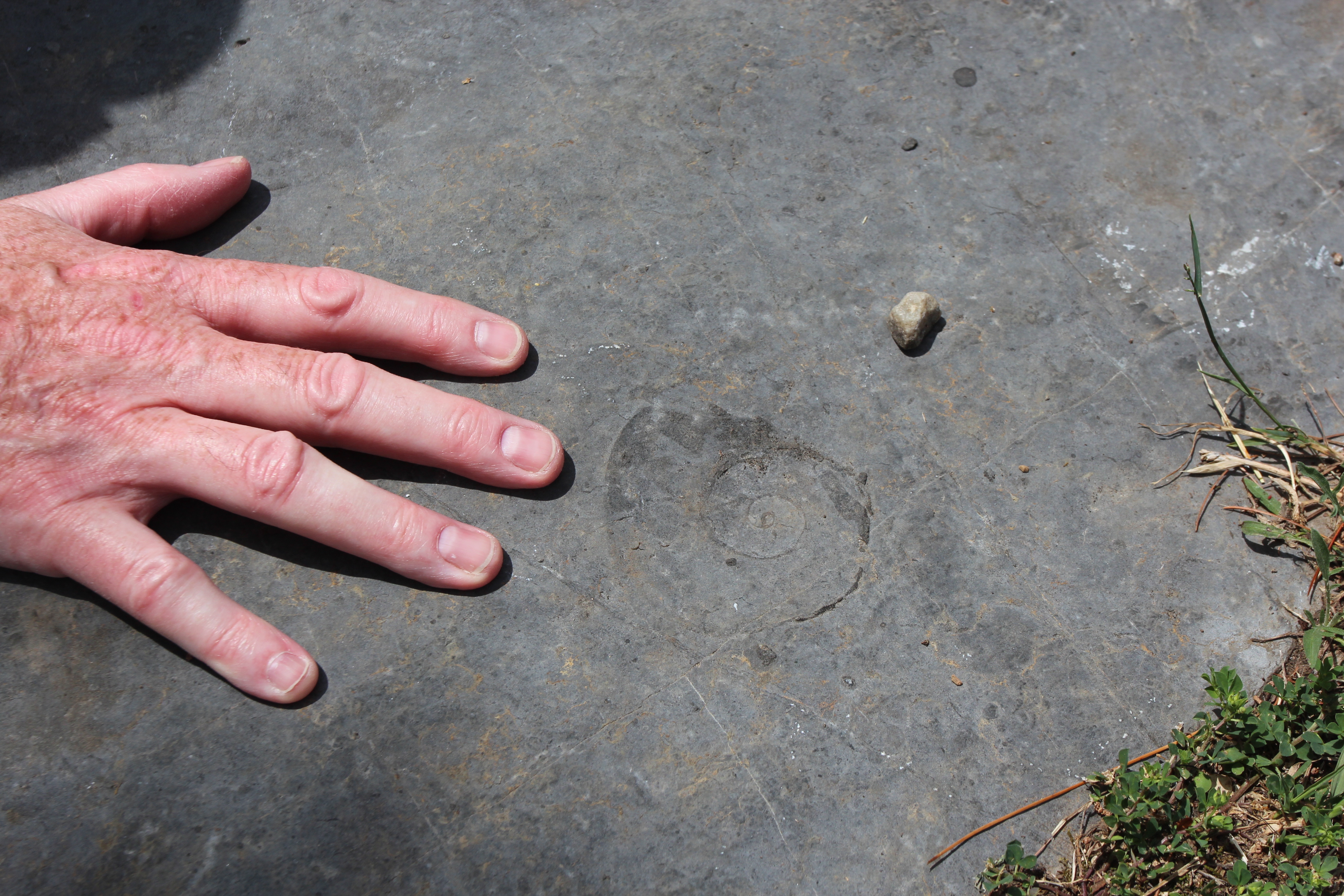 A fossil in limestone next to a hand, for scale.