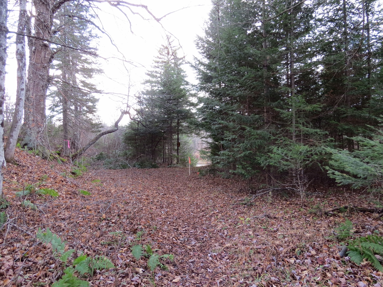 Trail to Cedar River