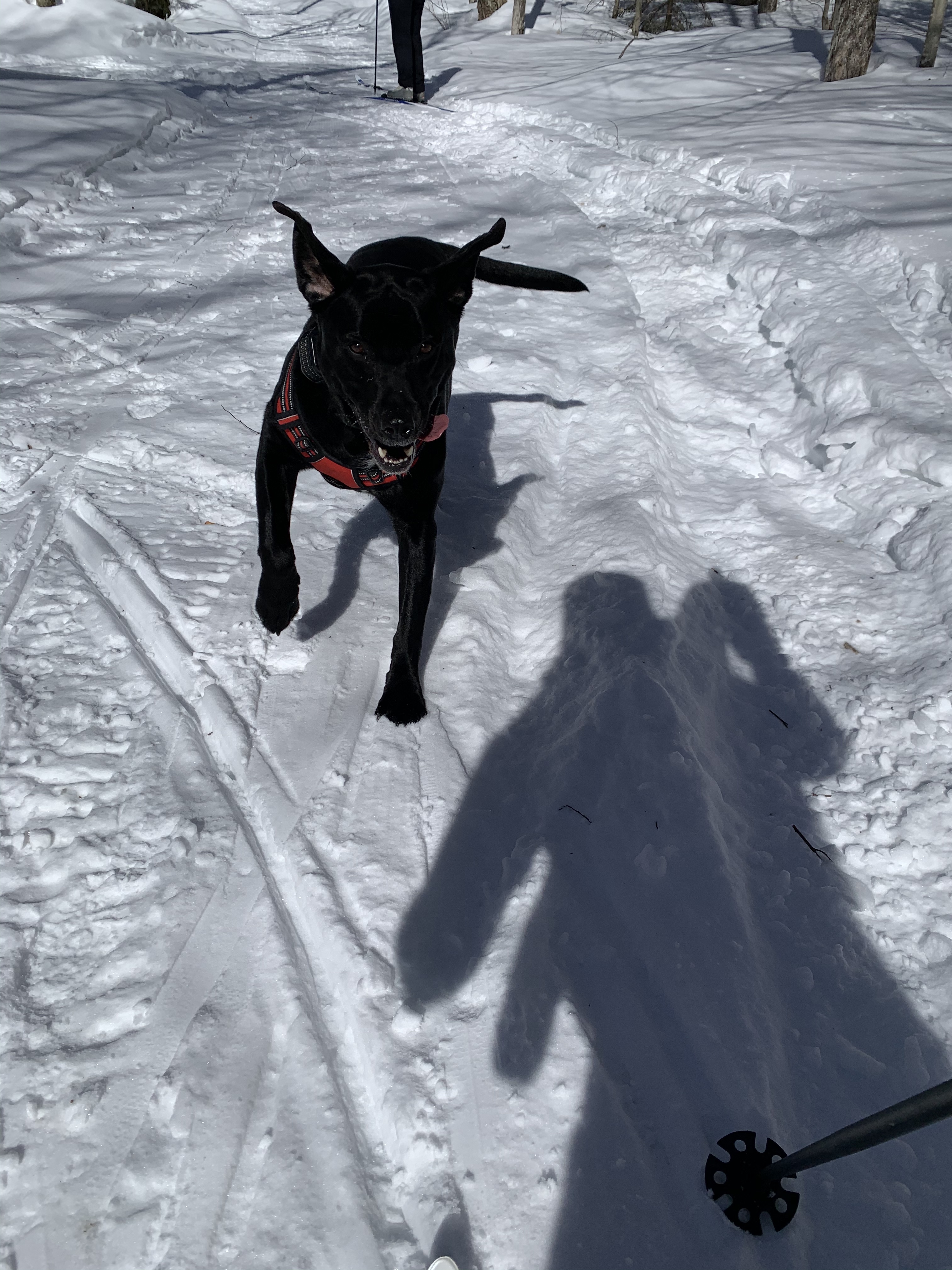 Ruger the black lab gleefully runs along the trails at Fern Park.