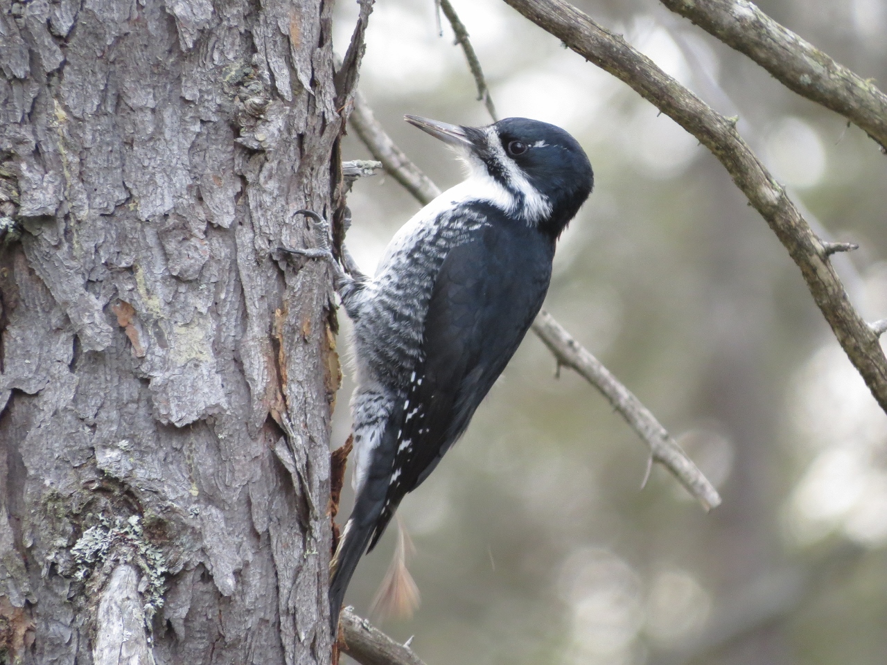 Female Black-backed Woodpecker