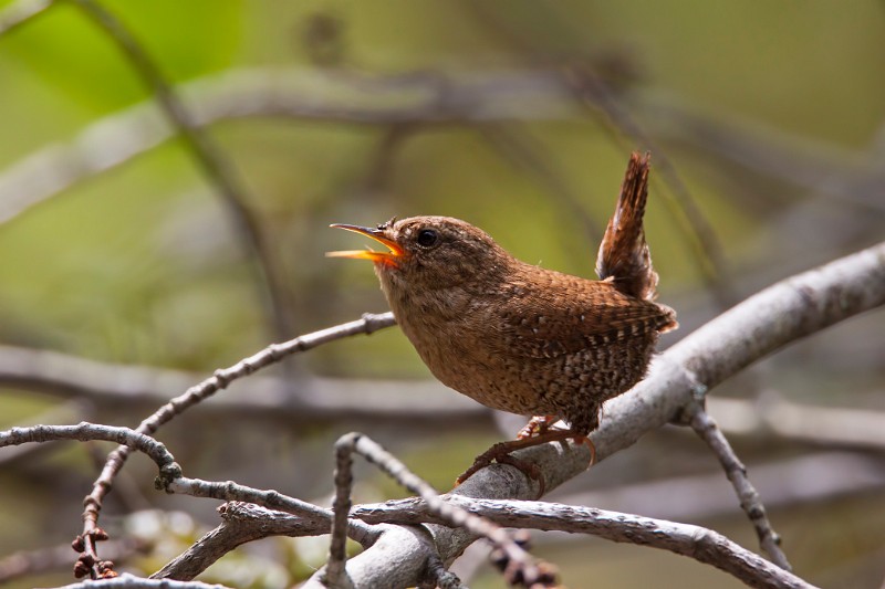 Winter Wren by Larry Master