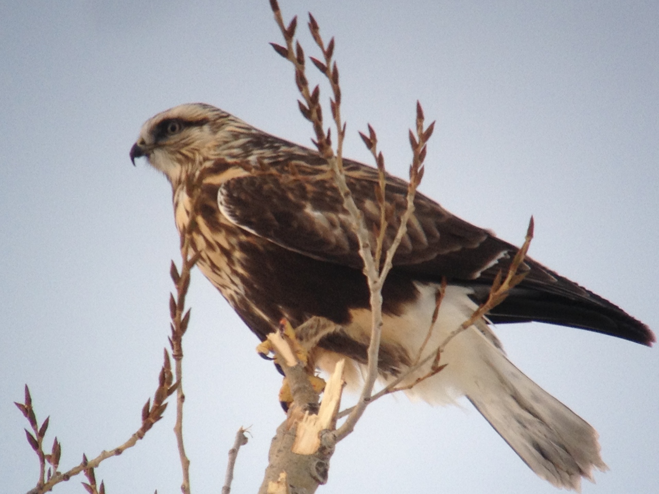 Rough-legged Hawk